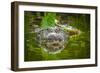 Alligator 2-Dennis Goodman-Framed Photographic Print