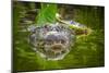 Alligator 2-Dennis Goodman-Mounted Photographic Print