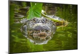 Alligator 2-Dennis Goodman-Mounted Photographic Print