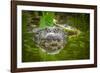 Alligator 2-Dennis Goodman-Framed Photographic Print