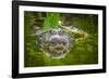 Alligator 2-Dennis Goodman-Framed Photographic Print