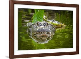 Alligator 2-Dennis Goodman-Framed Photographic Print