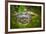 Alligator 2-Dennis Goodman-Framed Photographic Print