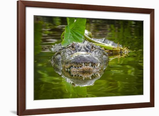 Alligator 2-Dennis Goodman-Framed Photographic Print