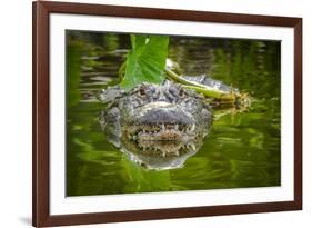 Alligator 2-Dennis Goodman-Framed Photographic Print