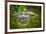 Alligator 2-Dennis Goodman-Framed Photographic Print