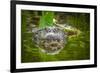 Alligator 2-Dennis Goodman-Framed Photographic Print