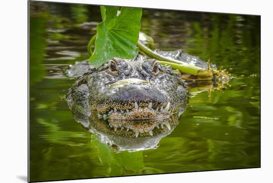 Alligator 2-Dennis Goodman-Mounted Photographic Print