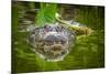Alligator 2-Dennis Goodman-Mounted Photographic Print