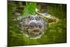 Alligator 2-Dennis Goodman-Mounted Photographic Print