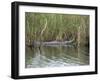 Alligator, Anhinga Trail, Everglades National Park, Florida, USA-Fraser Hall-Framed Photographic Print