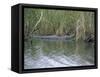 Alligator at Anhinga Trail, Everglades, Florida, USA-Amanda Hall-Framed Stretched Canvas