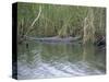 Alligator at Anhinga Trail, Everglades, Florida, USA-Amanda Hall-Stretched Canvas