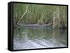 Alligator at Anhinga Trail, Everglades, Florida, USA-Amanda Hall-Framed Stretched Canvas