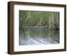 Alligator at Anhinga Trail, Everglades, Florida, USA-Amanda Hall-Framed Photographic Print