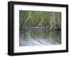 Alligator at Anhinga Trail, Everglades, Florida, USA-Amanda Hall-Framed Photographic Print