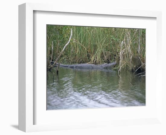 Alligator at Anhinga Trail, Everglades, Florida, USA-Amanda Hall-Framed Photographic Print