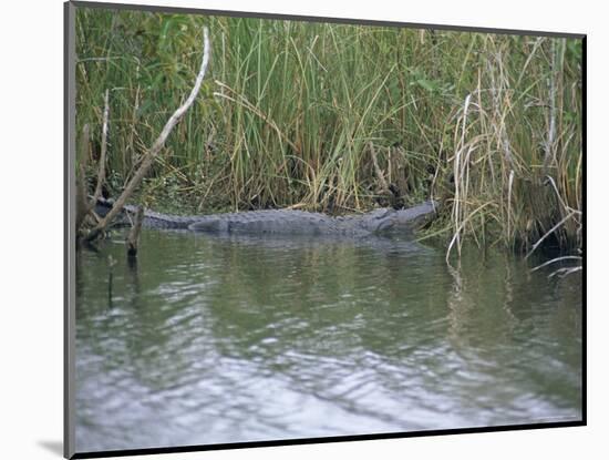 Alligator at Anhinga Trail, Everglades, Florida, USA-Amanda Hall-Mounted Photographic Print
