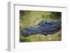 Alligator at St. Augustine Alligator Farm, Florida, USA.-Maresa Pryor-Framed Photographic Print