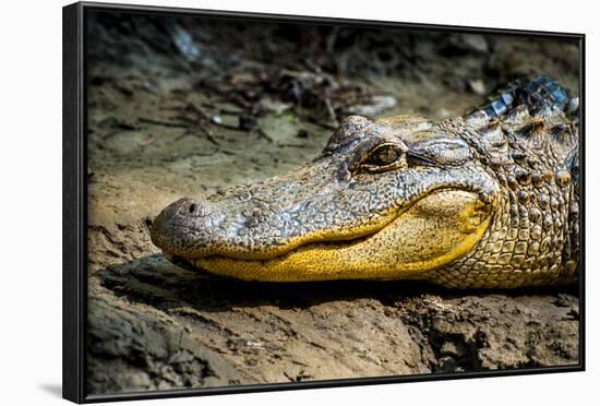 Alligator, Atchafalaya Basin Area, Louisiana, USA-Alison Jones-Framed Photographic Print