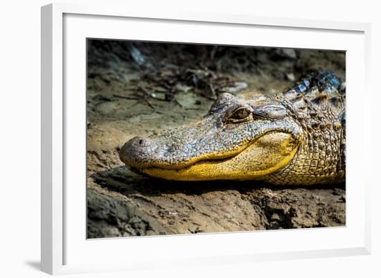 Alligator, Atchafalaya Basin Area, Louisiana, USA-Alison Jones-Framed Photographic Print