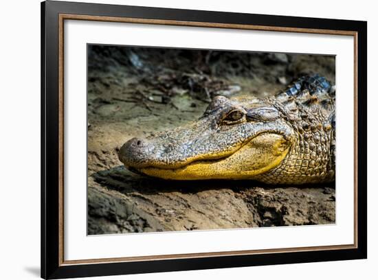 Alligator, Atchafalaya Basin Area, Louisiana, USA-Alison Jones-Framed Photographic Print