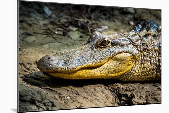 Alligator, Atchafalaya Basin Area, Louisiana, USA-Alison Jones-Mounted Photographic Print