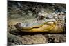 Alligator, Atchafalaya Basin Area, Louisiana, USA-Alison Jones-Mounted Photographic Print