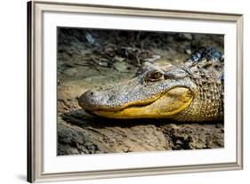 Alligator, Atchafalaya Basin Area, Louisiana, USA-Alison Jones-Framed Photographic Print