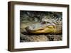 Alligator, Atchafalaya Basin Area, Louisiana, USA-Alison Jones-Framed Photographic Print