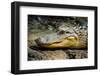 Alligator, Atchafalaya Basin Area, Louisiana, USA-Alison Jones-Framed Photographic Print