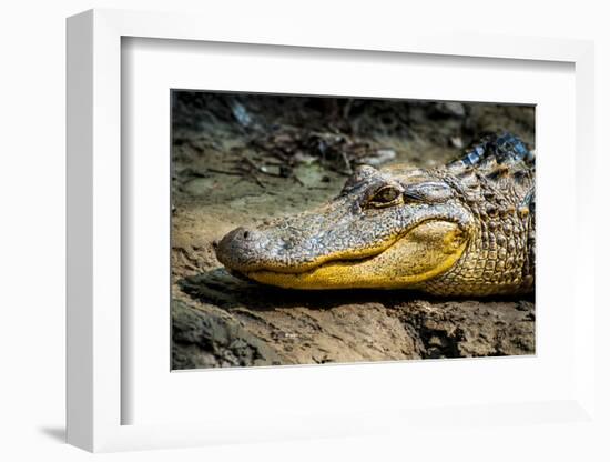 Alligator, Atchafalaya Basin Area, Louisiana, USA-Alison Jones-Framed Photographic Print