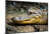 Alligator, Atchafalaya Basin Area, Louisiana, USA-Alison Jones-Mounted Photographic Print