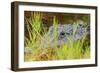 Alligator, Ding Darling National Wildlife Refuge, Sanibel Island, Florida.-William Sutton-Framed Photographic Print