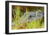 Alligator, Ding Darling National Wildlife Refuge, Sanibel Island, Florida.-William Sutton-Framed Photographic Print