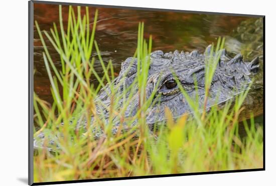 Alligator, Ding Darling National Wildlife Refuge, Sanibel Island, Florida.-William Sutton-Mounted Photographic Print