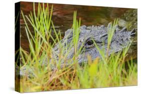 Alligator, Ding Darling National Wildlife Refuge, Sanibel Island, Florida.-William Sutton-Stretched Canvas