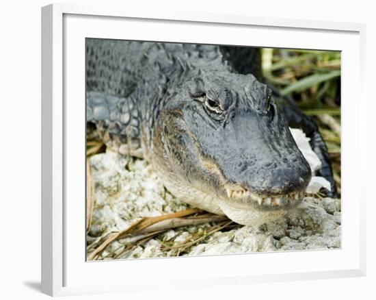 Alligator, Everglades National Park, Florida, USA-Ethel Davies-Framed Photographic Print