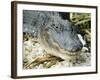 Alligator, Everglades National Park, Florida, USA-Ethel Davies-Framed Photographic Print