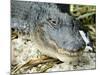 Alligator, Everglades National Park, Florida, USA-Ethel Davies-Mounted Photographic Print