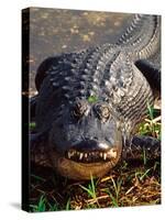 Alligator, Everglades National Park, Florida, USA-Charles Sleicher-Stretched Canvas