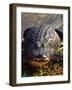 Alligator, Everglades National Park, Florida, USA-Charles Sleicher-Framed Photographic Print