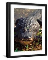 Alligator, Everglades National Park, Florida, USA-Charles Sleicher-Framed Photographic Print