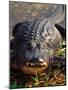 Alligator, Everglades National Park, Florida, USA-Charles Sleicher-Mounted Photographic Print
