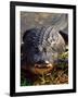 Alligator, Everglades National Park, Florida, USA-Charles Sleicher-Framed Photographic Print