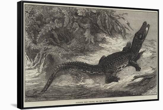 Alligator from Sumatra, for the Brighton Aquarium-Johann Baptist Zwecker-Framed Stretched Canvas