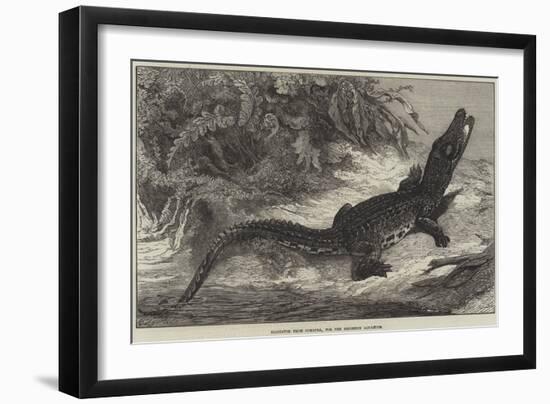 Alligator from Sumatra, for the Brighton Aquarium-Johann Baptist Zwecker-Framed Premium Giclee Print