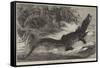 Alligator from Sumatra, for the Brighton Aquarium-Johann Baptist Zwecker-Framed Stretched Canvas