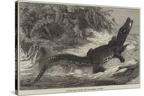 Alligator from Sumatra, for the Brighton Aquarium-Johann Baptist Zwecker-Stretched Canvas