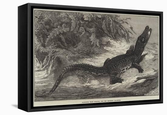 Alligator from Sumatra, for the Brighton Aquarium-Johann Baptist Zwecker-Framed Stretched Canvas